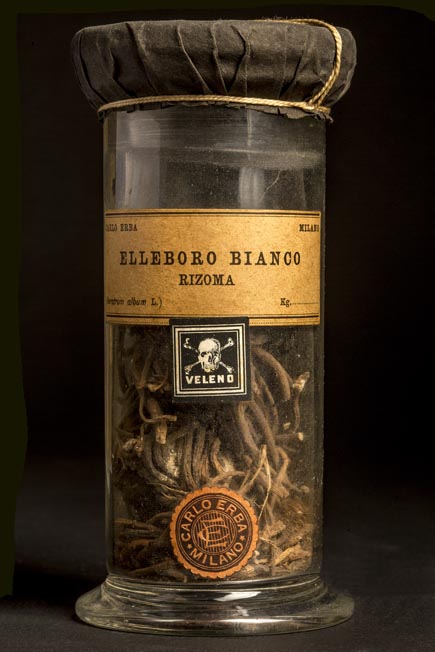 ELLEBORO BIANCO - rizoma